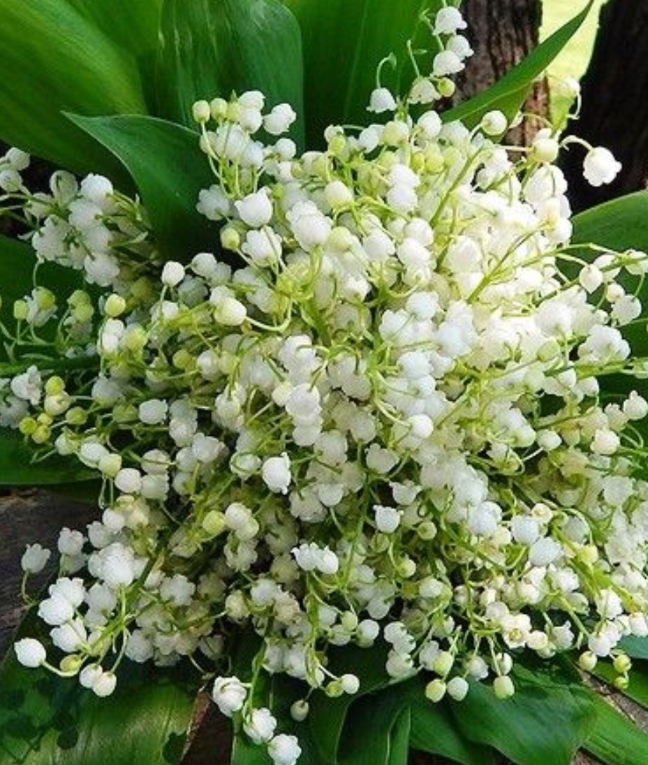 @DelwennA_Ocean8 Un bouquet de bonheur vers toi pour accueillir le joli mois de MAI  chère ANNIE 🌼🍀🌼
Gros bisous 😘 🩷😘