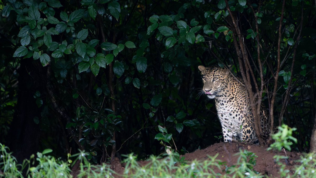 Leopard vibes 📷📷
#yalanationalpark #yalasafari #wildlifeplanet #wildlifephotography #wildanimals #wildlife #nature #leopard #leopards #bigcats #bigcatswildlife #hunting #hunt #SriLanka #sonyphotography #sonyalpha #Sony #photooftheday #animalphotography #animals #trend #safari