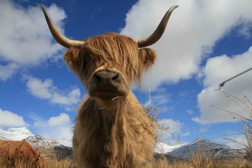 Handsome chap on #Mull
Great 📷 Chrysalis Creations
#Scotland #ScottishBanner #ScotSpirit #LoveScotland #TheBanner #Alba #VisitScotland #HighlandCoo #Coo #ScotlandIsCalling #HighlandCoo