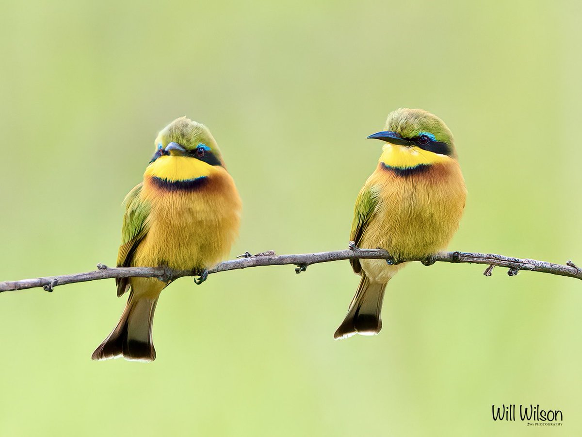 A pair of Little Bee-eaters. 📍@golf_kigali in #Kigali #Rwanda #RwOX #Birds #VisitRwanda