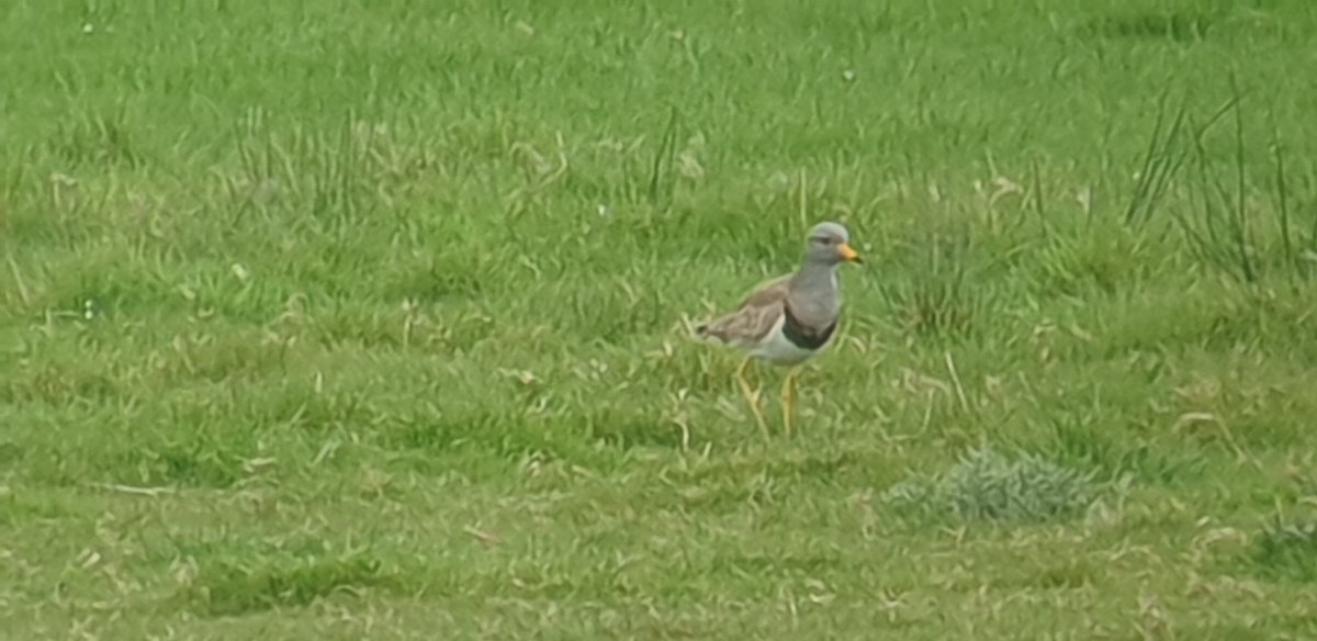 A year ago today mad 2 days up North with @BINsBirder @marsh_eddie @roy_marsh12 Grey headed lapwing plus scoter fest