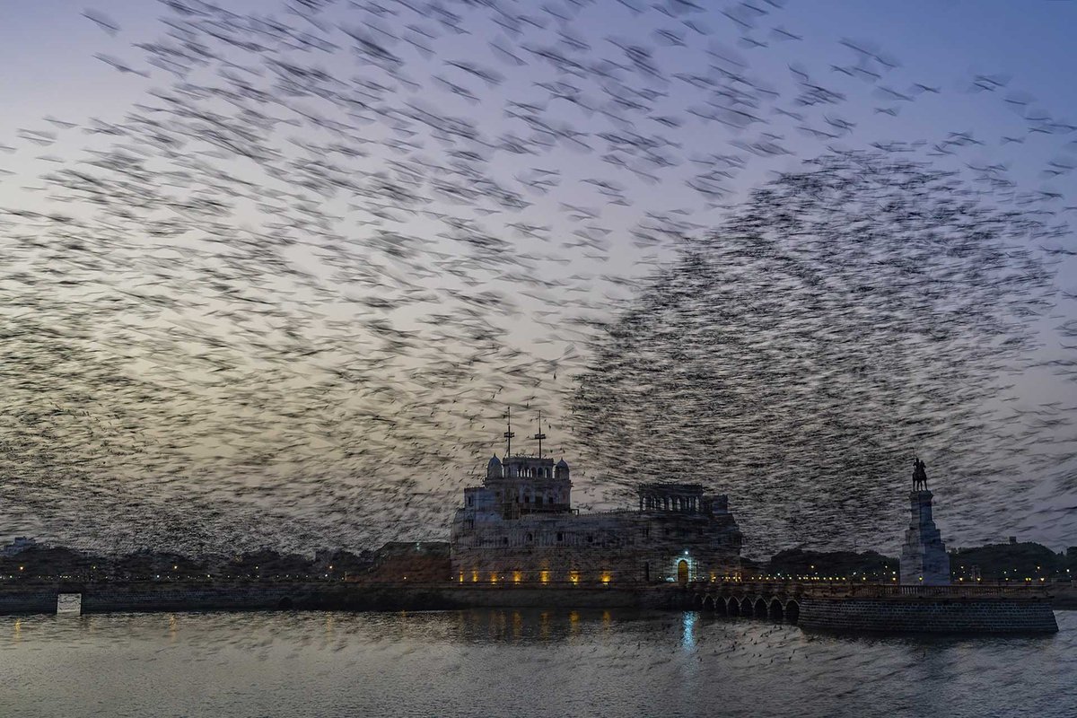 #FromTheArchives: Nature #Photographer Ashvin Trivedi shines a light on the Lakhota Lake in #Gujarat that attracts #birdwatchers and #photographers to witness #RosyStarling murmurations. Find out more: bit.ly/49W5GSB