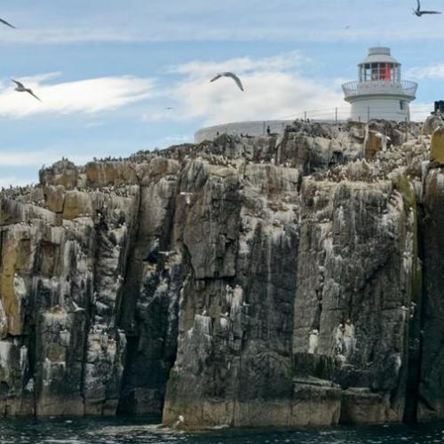 Tigger Club News: The Inner Farne Island reopens in Northumberland Read the full article here: tigger.club/articles/2702-… #TiggerClubNews #ByAnimalsForAnimals #Article