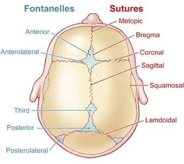 Fontanelles and sutures 💀