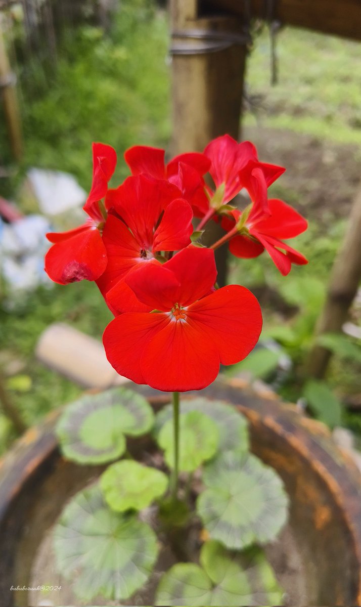 Red flower X