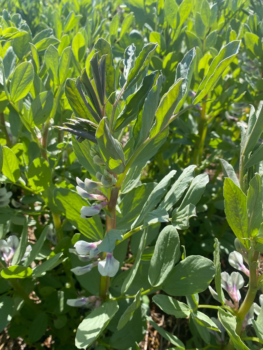 Years of research has culminated in the release of two new strains of high-performing (acid-tolerant) rhizobia in 2024. This includes SRDI-969, which will replace the current recommended strain WSM-1455 (Faba and Broad Bean). #rhizobia #Nfixation #Fabas #Tamworth