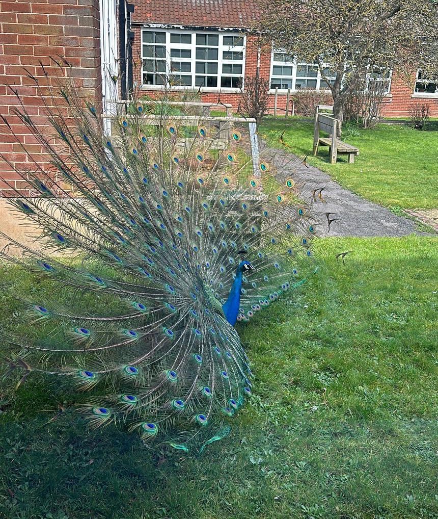 I’ll see your rat and raise you a Peacock in the quad