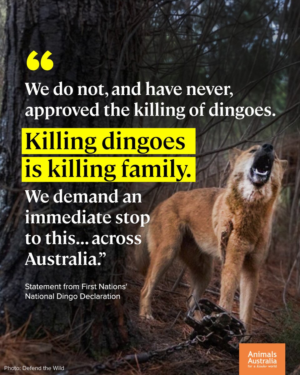 A national declaration signed by representatives from more than 20 First Nations groups says “lethal control should never be an option” for dingoes. It's long past time dingoes receive real protection 🐾