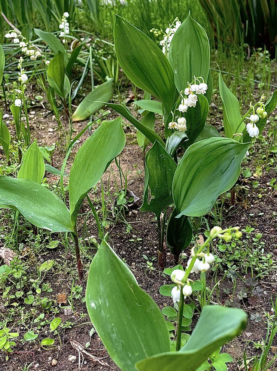MarikaRoman's tweet photo. Symbole de porte bonheur, quelques brins de muguet du jardin . Bon 1er Mai à tous 💚🤍🌱 https://t.co/6Vpe7t9IXv