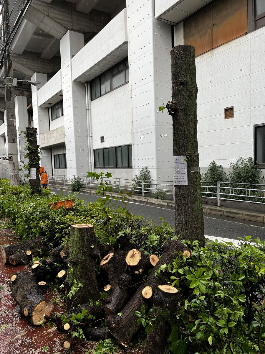 きょうは朝から2チームを投入していたことがわかりました。東と西からぶった斬る。今までになかった体制。
長居公園事務所必死やな。
ザ権力！
とにかく切ってしまえば、後から何を言われても言い逃れできると思っているんだろうな👊
#大阪松原線 
#STOP大阪市の樹木伐採