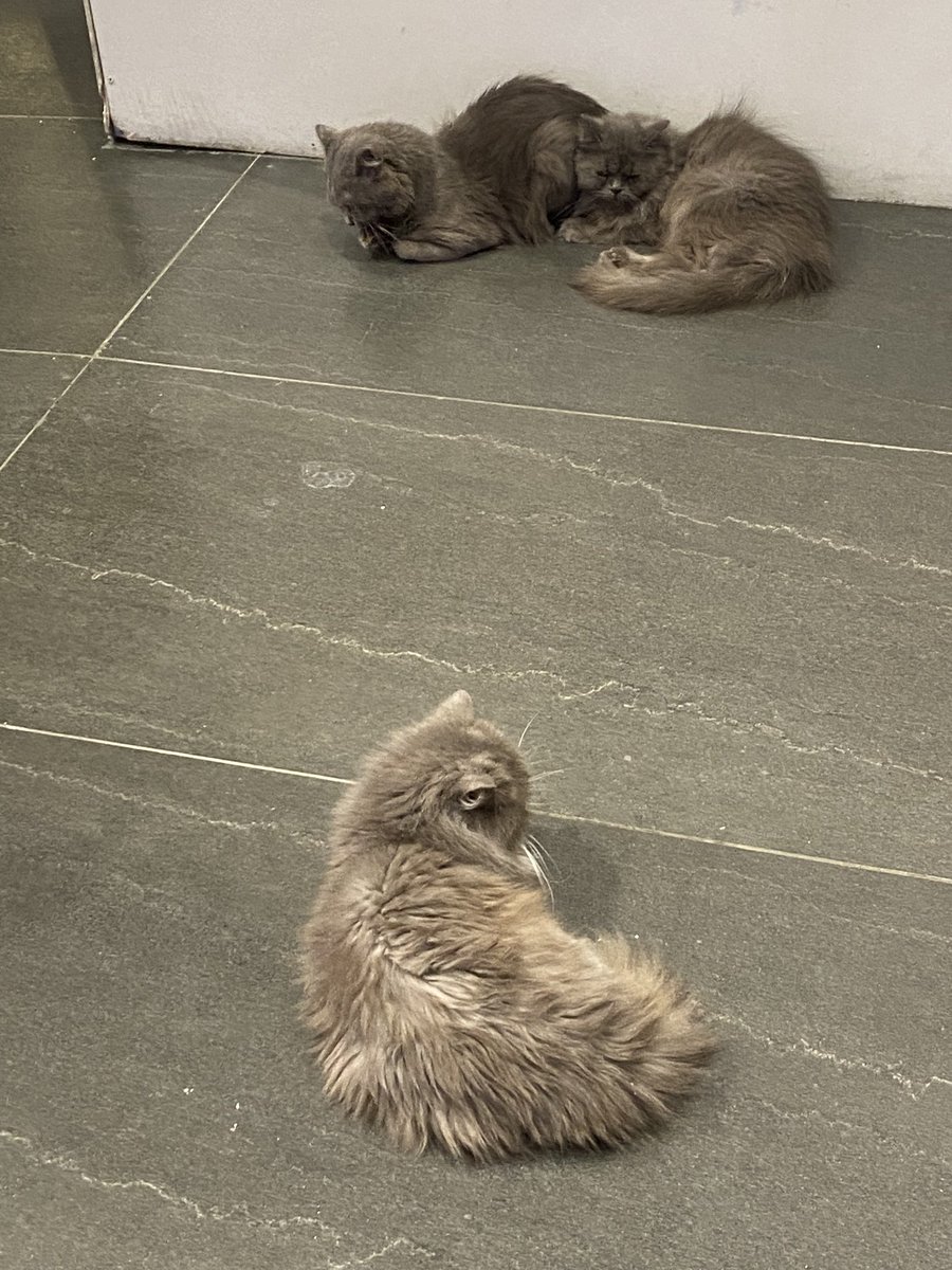 look at these cats at one ayala terminal 😭🥺 SO CUTE