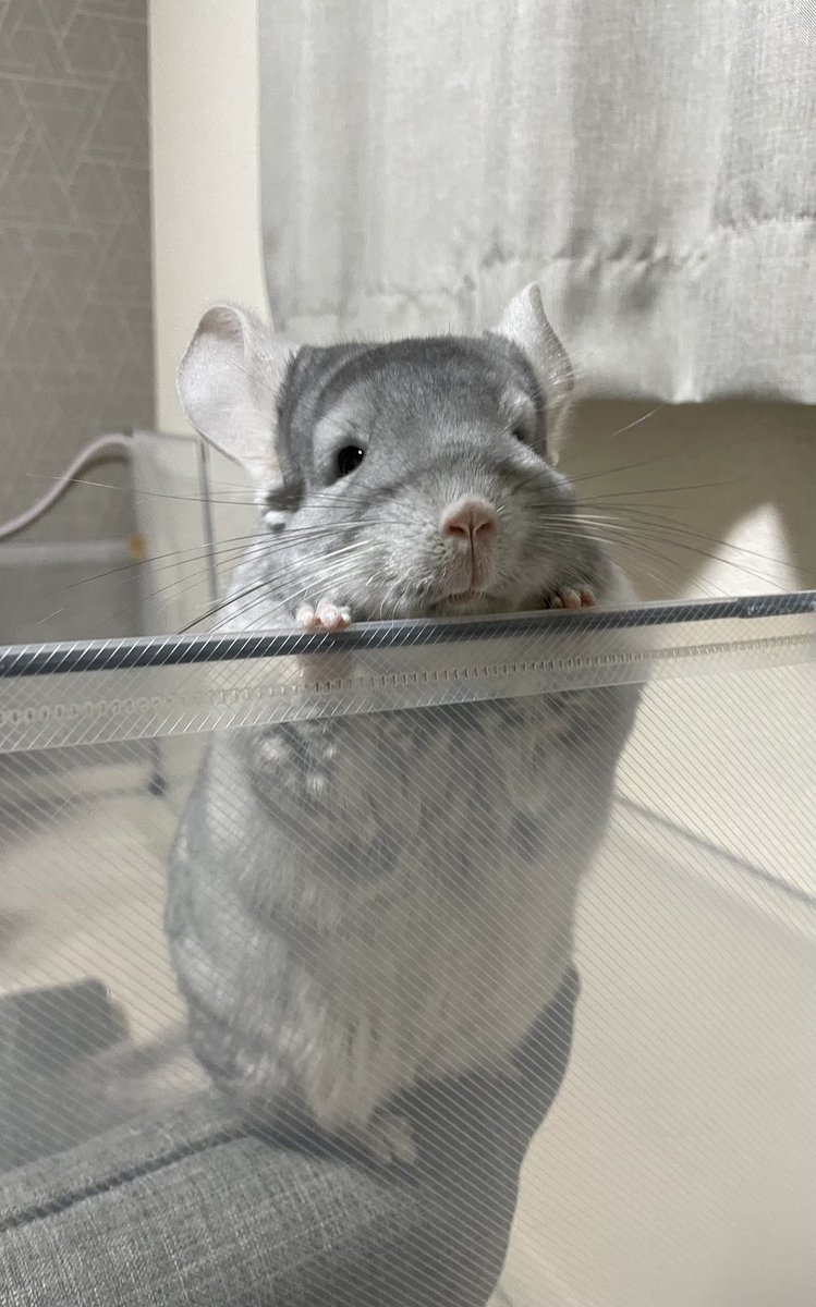 ご飯まだかな..

立ち姿見ているとチンチラってほんとのびるよねと最近思います
#チンチラ #chinchilla