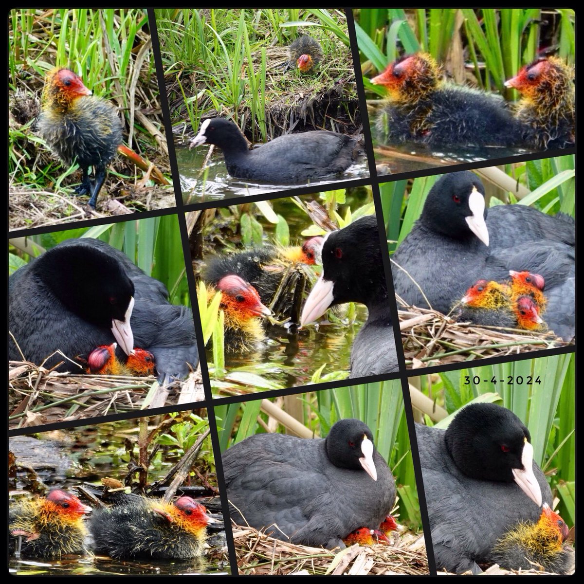 Goedemorgen, de eerste pulletjes van de #meerkoet ook al gezien, even zitten genieten van dat kleine spul.
Fijne woensdag en genieten van de zon😘🙋🏻‍♀️🌞👋