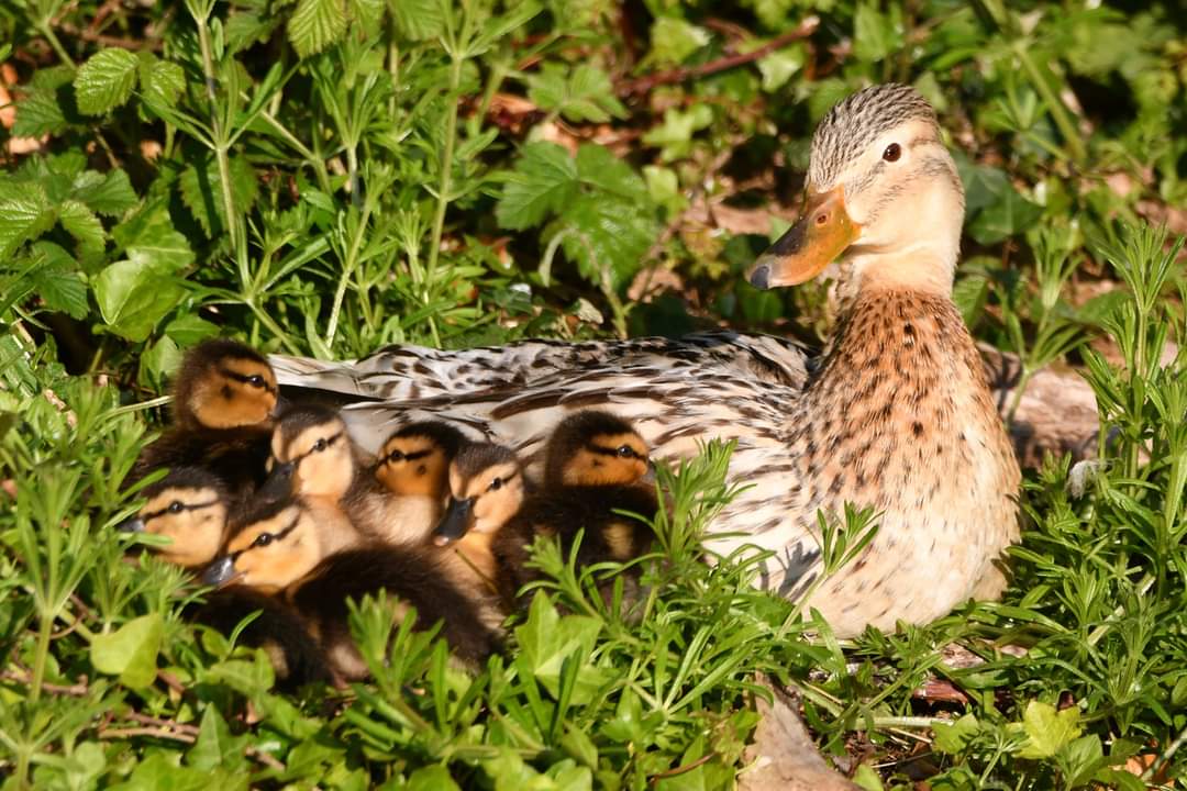 Mallard family 
Bude Cornwall 〓〓 
#wildlife #nature #lovebude 
#bude #Cornwall #Kernow #wildlifephotography #birdwatching
#BirdsOfTwitter
#TwitterNatureCommunity
#Mallard #Duckling