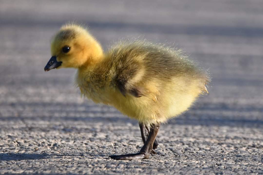 Canada Goose Gosling 
Bude Cornwall 〓〓 
#wildlife #nature #lovebude 
#bude #Cornwall #Kernow #wildlifephotography #birdwatching
#BirdsOfTwitter
#TwitterNatureCommunity
#CanadaGeese #Gosling