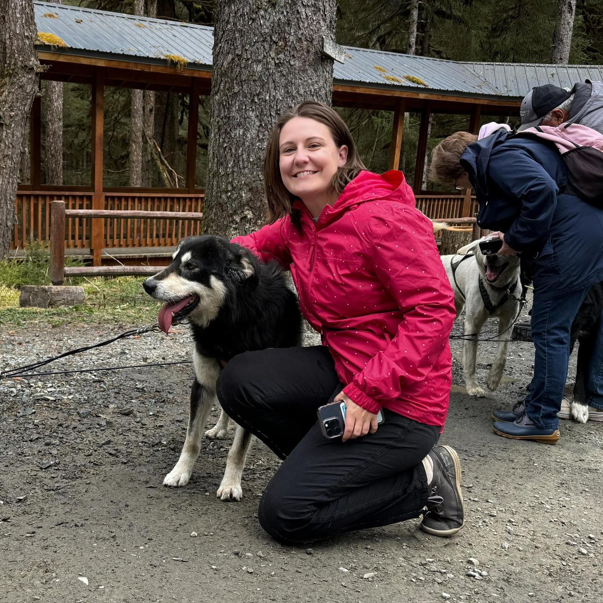 ad • Today was one of the best excursions I’ve ever taken, thanks in part to this lovely dog! I went dog sledding in Juneau, Alaska and this dog along with 12 friends pulled me (and a couple other guests) on a sled through the Alaskan forest. 🫢🤣 The dogs were SO excited to…