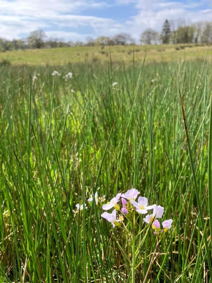 🗓️ 1month to go until Big Meadow Search 2024 starts.
1st June to 31st August across the UK, Ireland and the Channel Islands. 
Any type of unimproved grassland can be searched. Everyone welcome, you don’t need to be an expert. 
Watch this space for updates 
bigmeadowsearch.co.uk
