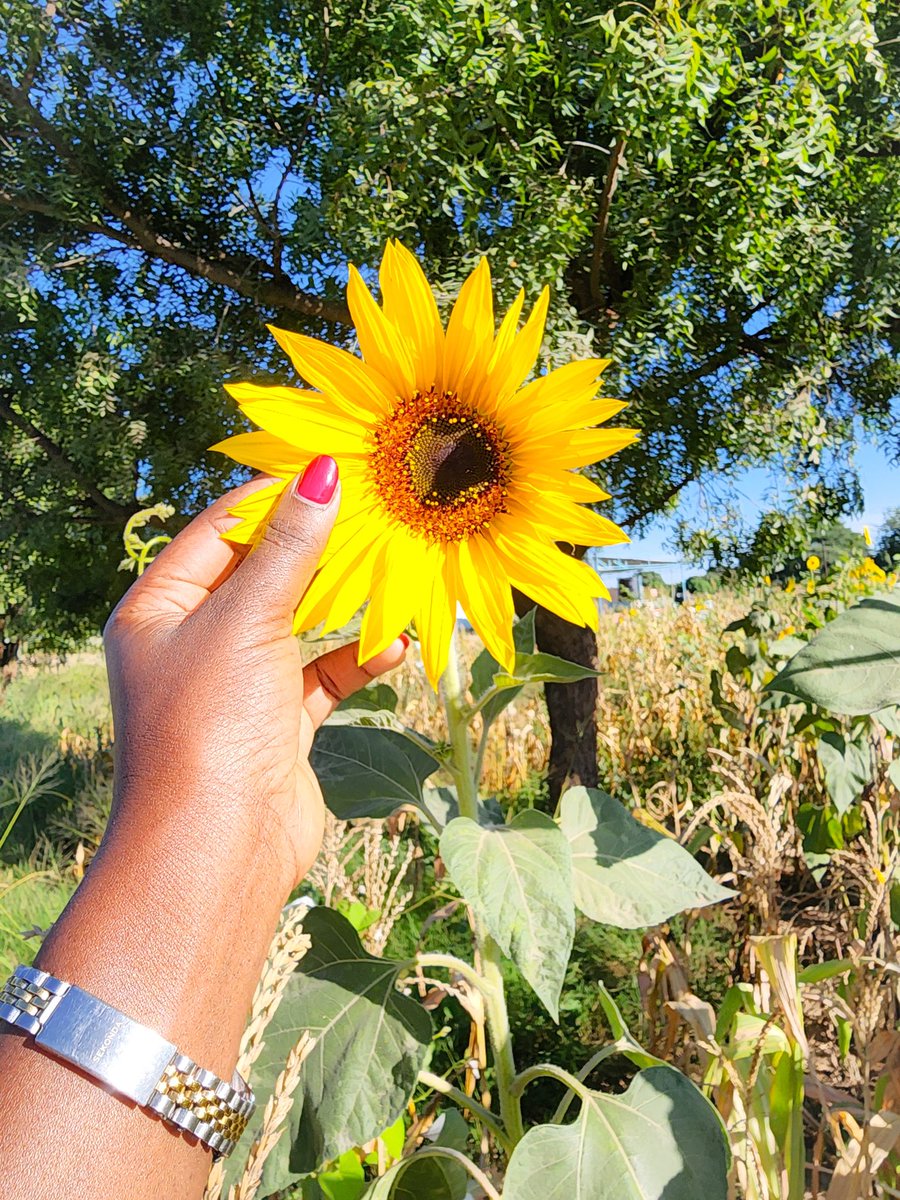 'So this is love ❤️🌻'