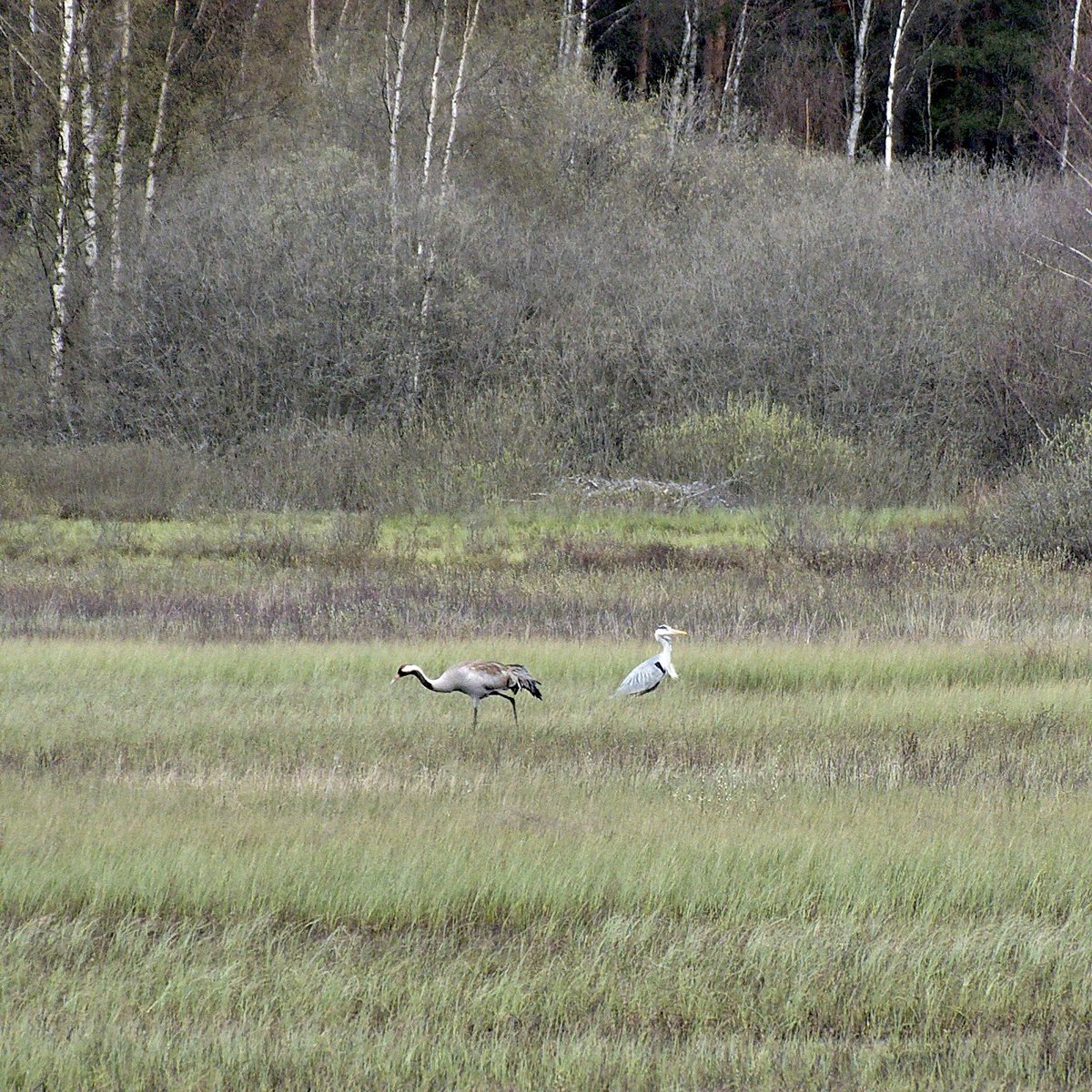 Fantastic picture taken by one of our students of a common crane and grey heron Photo credit: Nicholas Wyke