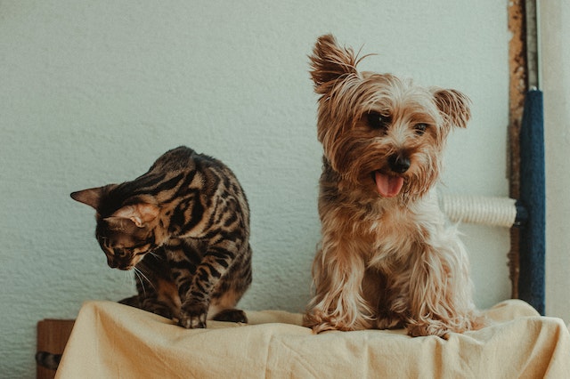 #edibles #gummies #cbd In this article, we will explore CBD for pets the advantages for dogs and cats. Of using CBD for our beloved four-legged friends. As pet owners, we constantly strive to cbdsmokeshop.store/?p=41309&utm_s… #cbdoil #thc #vaping