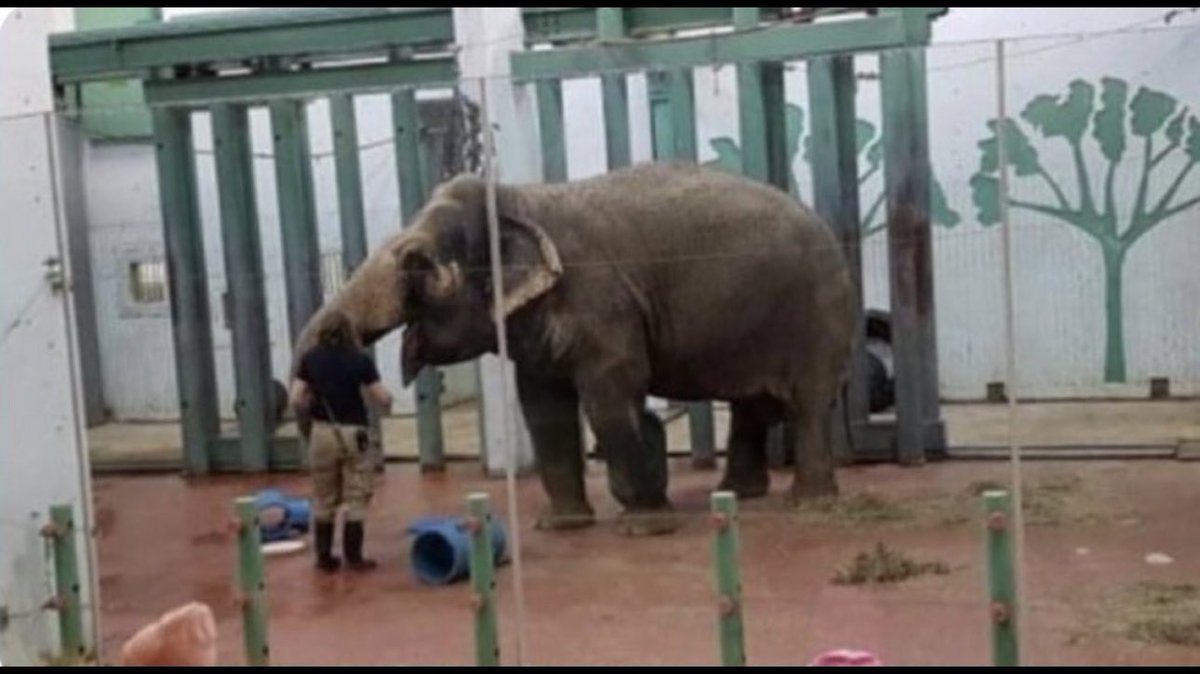 If elected officials wastefully mismanage taxpayer monies & lack morals by propping up a loss making zoo where 🐘#Lucy & all non 🇨🇦species could go to sanctuary 🆓 There needs to be a mechanism put in place to 🛑YegCouncil cruelty. @EdmontonClerk @AmarjeetSohiYEG @CityofEdmonton