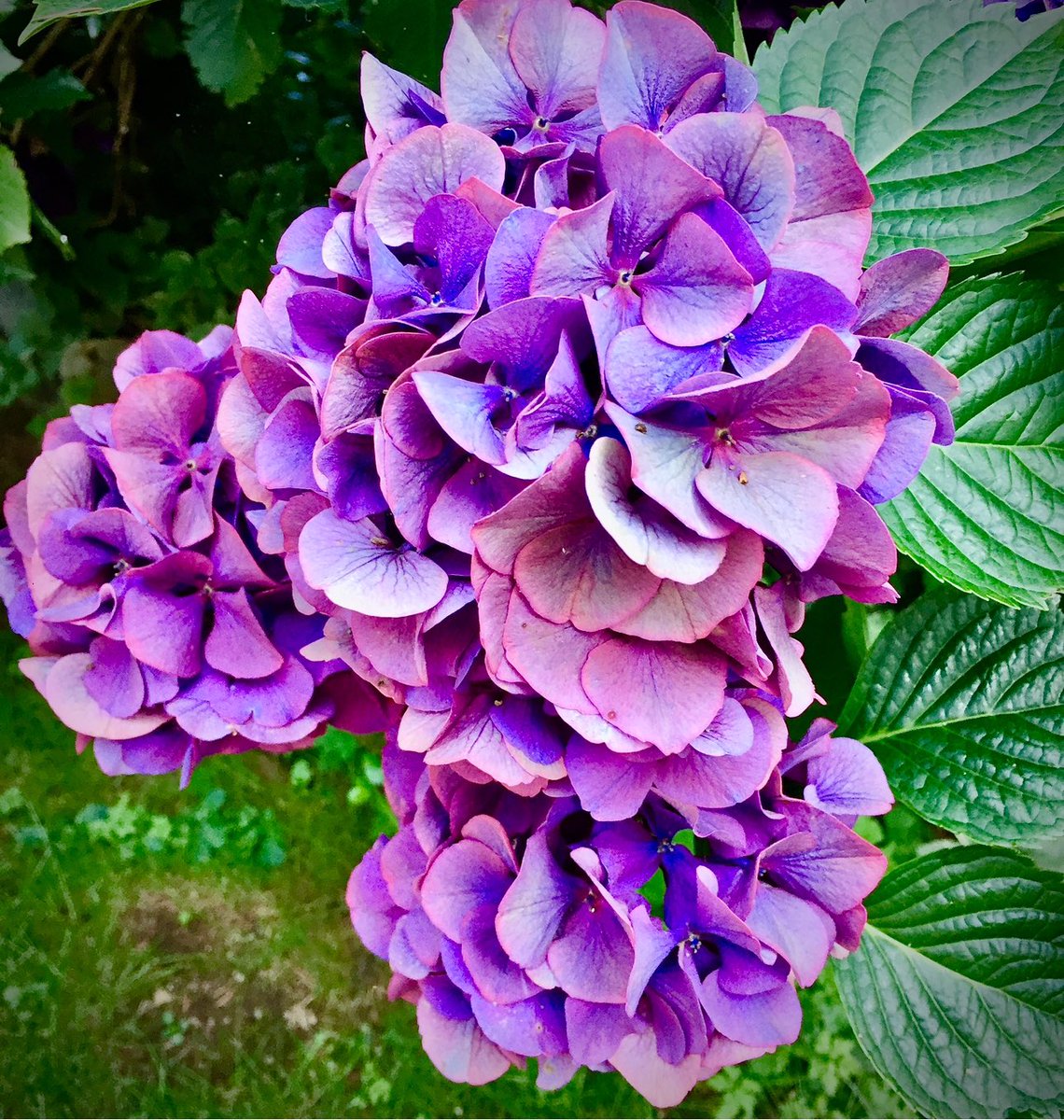 Something nice to brighten my feed! Beautiful Purple Hydrangea Shrubs (Hydrangea macrophylla) found in BC, Canada. #purple #natureza #NatureLover #Exploring #Pretty #PhotographyIsArt #NaturalBeauty #outdoors #Nature_Sultans #Nature_Perfection #Nature_Brillance