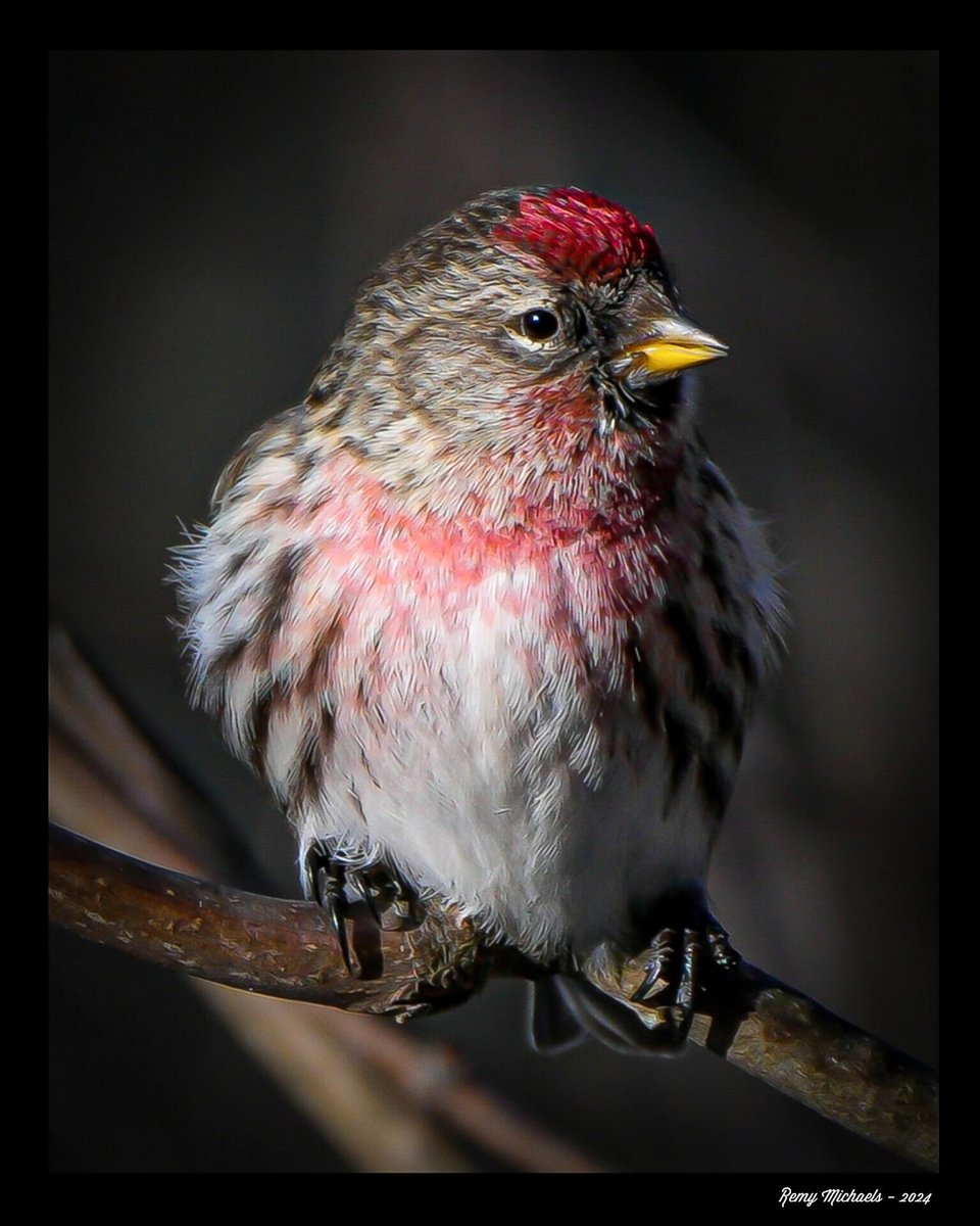 'NORTHERN FRIENDS' instagram.com/p/C6X-yEsA_OU/… #AlgonquinPark #RedPoll #Spring #BirdPhotography #WildlifePhotography #OntarioParks #Canada #PicOfTheDay