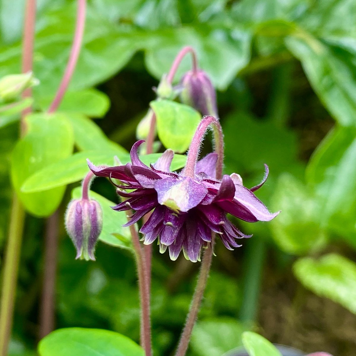 So happy to see one of my favourite self-seeded Aquilegias beginning to bloom. None of them flowered last Spring, due to the viciously cold winter of 2022/23, and I thought I'd lost them all. Tougher than they look, have you got any Aquilegias flowering near you? 😍 #gardening