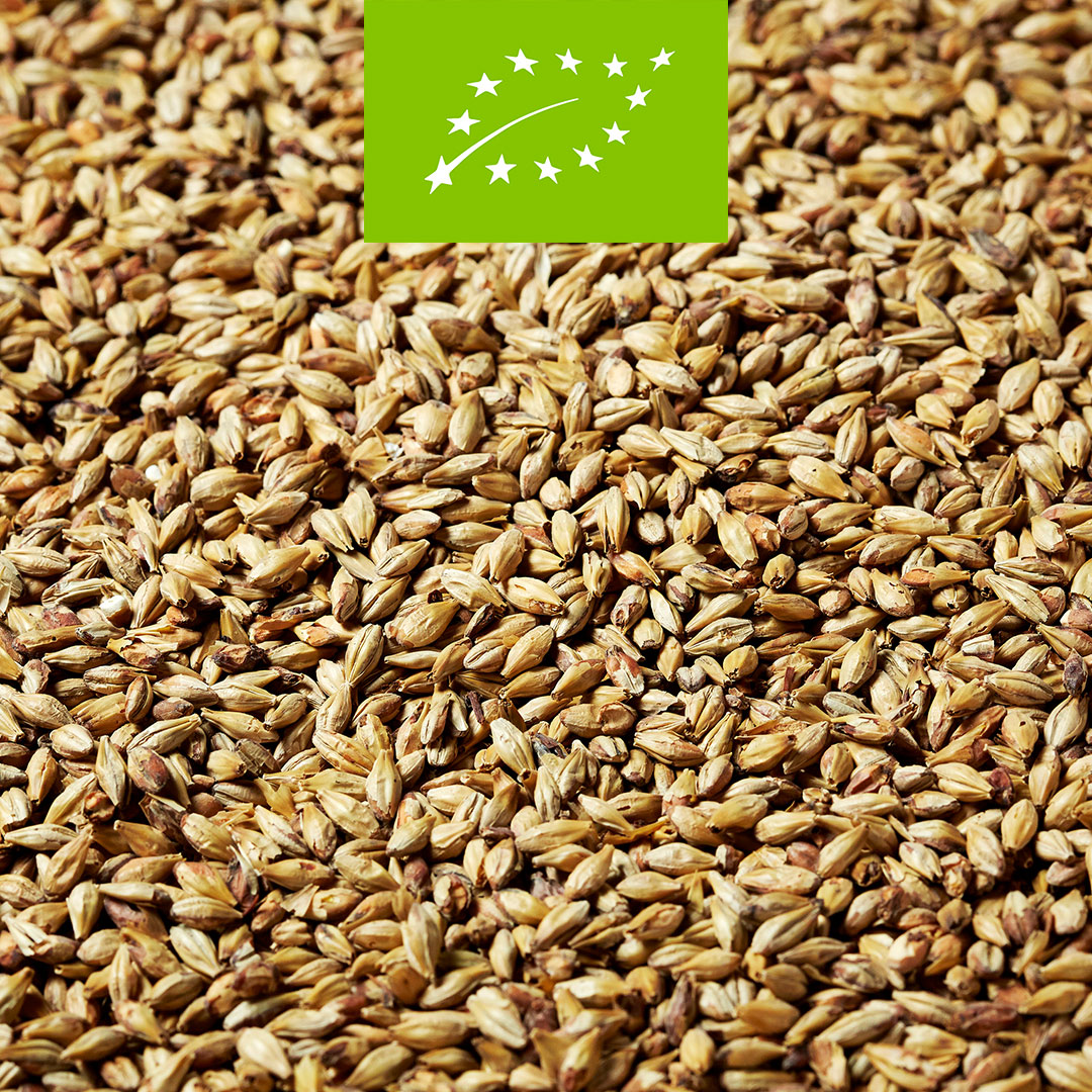 Go green with a discount! Until the end of May we are offering 10% OFF Green Swaen Pilsner in 25kg bags. zurl.co/LUYL
#TheSwaen #MakingMaltACraft #Malting #Malt #Malthouse #Brewery #FamilyBusiness #Organic #Biological #Bio