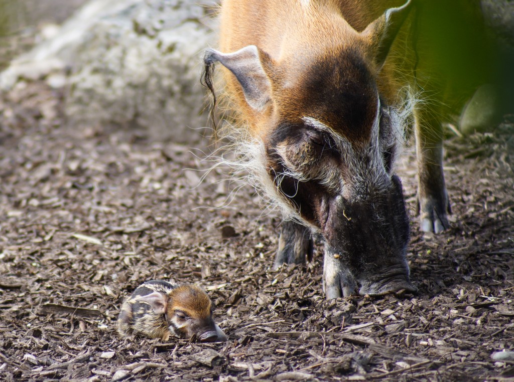 Hello, little hoglet 👋 We’re delighted to announce the arrival of a new red river hoglet! Born on Saturday 20 April, to mother Lisala and father Kermit. You can see the new arrival with both parents and sisters in their habitat behind the Gift Shop. 💞 #NewArrival