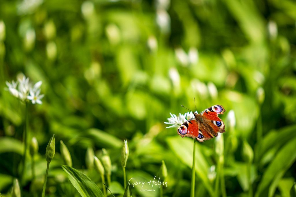 Morning! Next on my week of rapeseed and wild garlic shots is a beautiful peacock butterfly in a sea of wild garlic on a sunny spring day... #dailyphotos #dorset #springcolours #butterflies