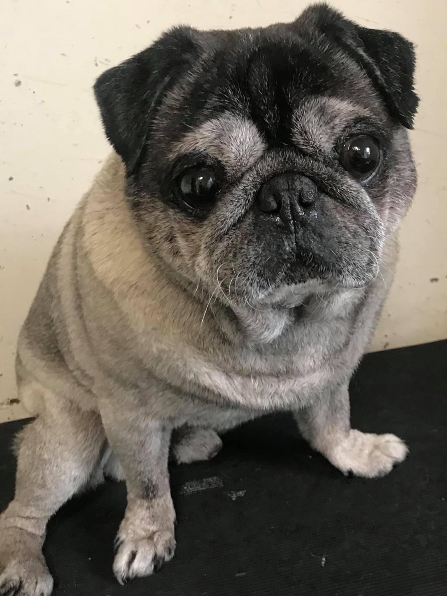 17 υπέροχα χρόνια μαζί μια οικογένεια ελπίζω να σου δώσαμε  όση  αγάπη άξιζες γιατί ήσουν ένα υπέροχο σκυλάκι ❤️ θα σε θυμόμαστε για πάντα Asterix μου 🙏🕊️