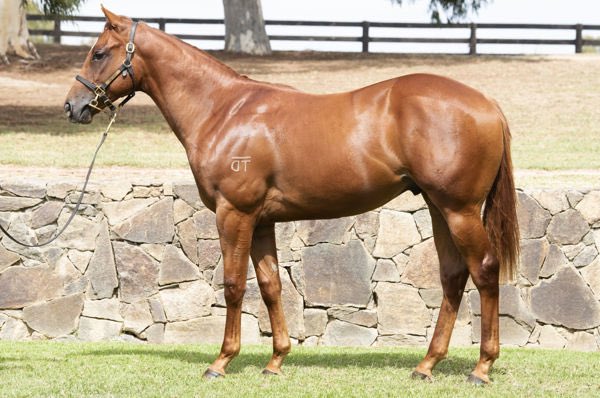 🏆 CAPITALIST WINNER 🏆 RAPIDO 💨 is too good for them at Canterbury for @SnowdenRacing1 & @RachelK11 💥 He was a $700k @inglis_sales Easter purchase for @jmeharron from the @TwinHillsStud draft. Congratulations to breeders @guthriejw, Blandford Bloodstock & Thomas O’Keefe