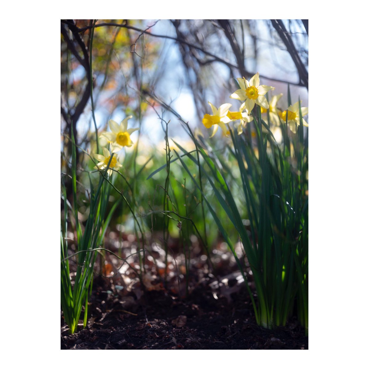 Happy May Day
Washington DC
spring 2024