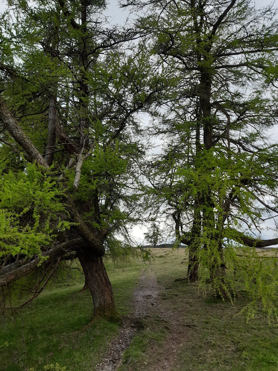 A track through the trees...