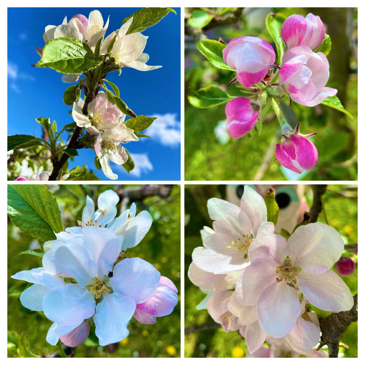 Welcome #May Happy May Day everyone! 🌸#AppleBlossoms🌸#MyGarden🌸