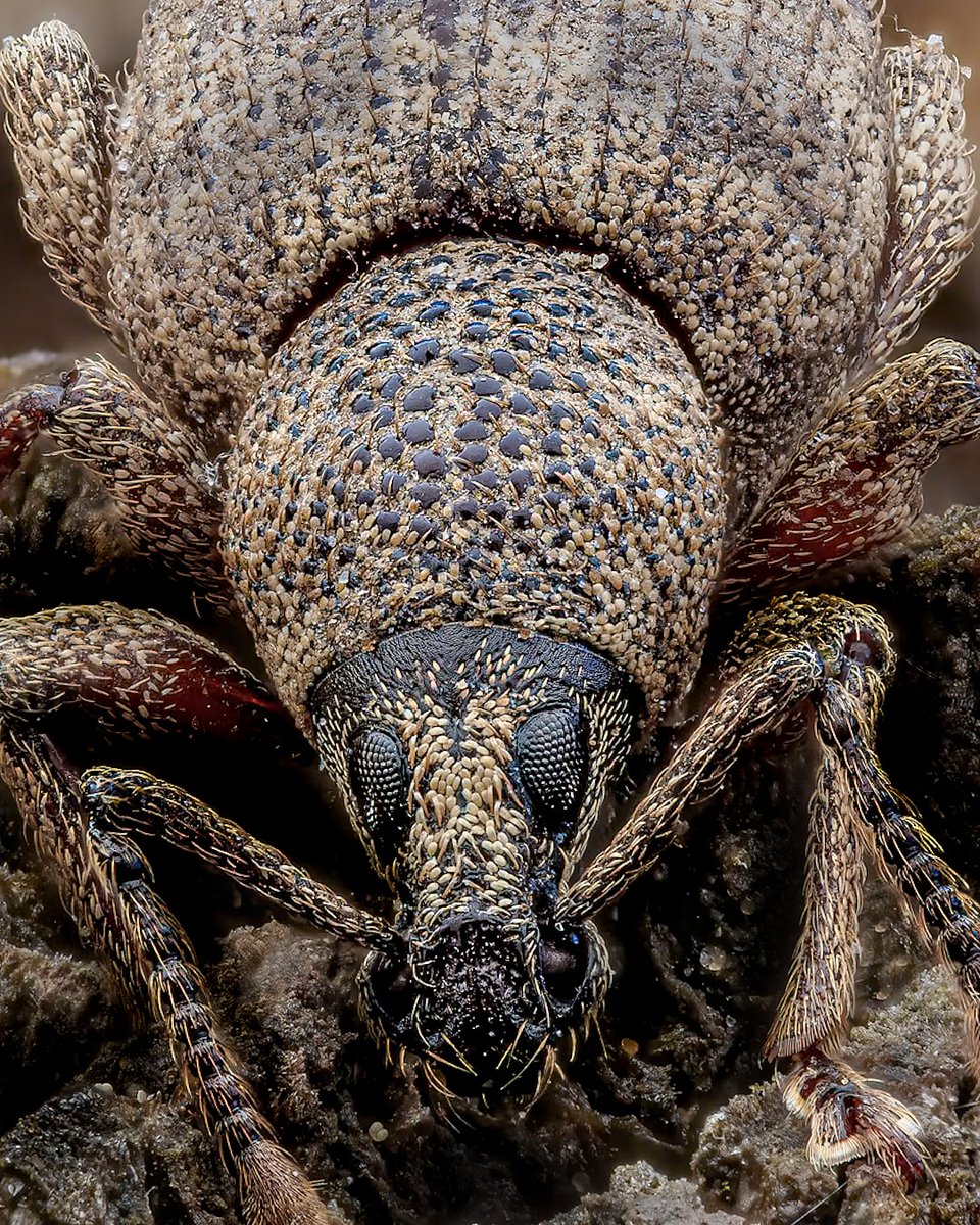 It's a Weevil and it's Wednesday...that can only mean one thing... it's #weevilwednesday #macro #macrophotography #nature #wildlife #insects #outdoors #animal #scotland #bug @Greenwings @Mariposa_Nature @Buzz_dont_tweet @MacroHour @RoyEntSoc @insectweek