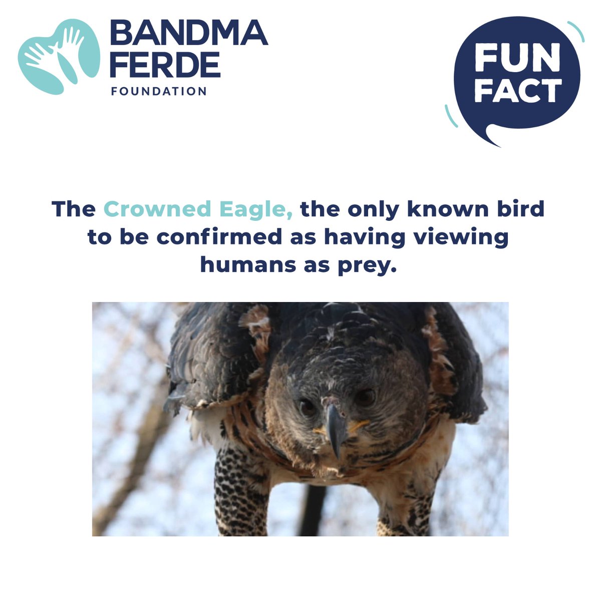 𝐅𝐮𝐧 𝐅𝐚𝐜𝐭: The Crowned Eagle, the only known bird to be confirmed as having viewing humans as prey. For more information visit the link: linktr.ee/Bandmaferdefou… #Bandmaferdefoundation #Bandmaferde #NGOIndia #nonprofitorganizationindia #funfacts #facts #crownedeagle