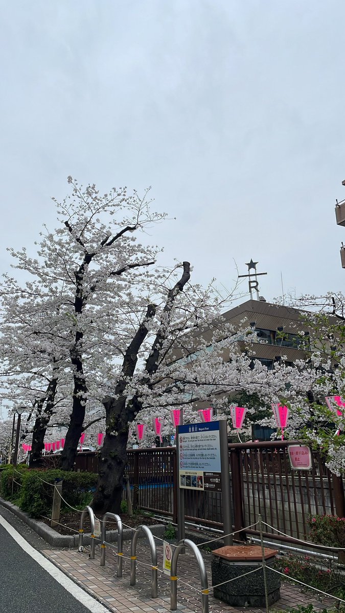 _0304m_'s tweet photo. 4月は初、中目黒の桜見た〜🌸 https://t.co/Yr1mWlXJmj