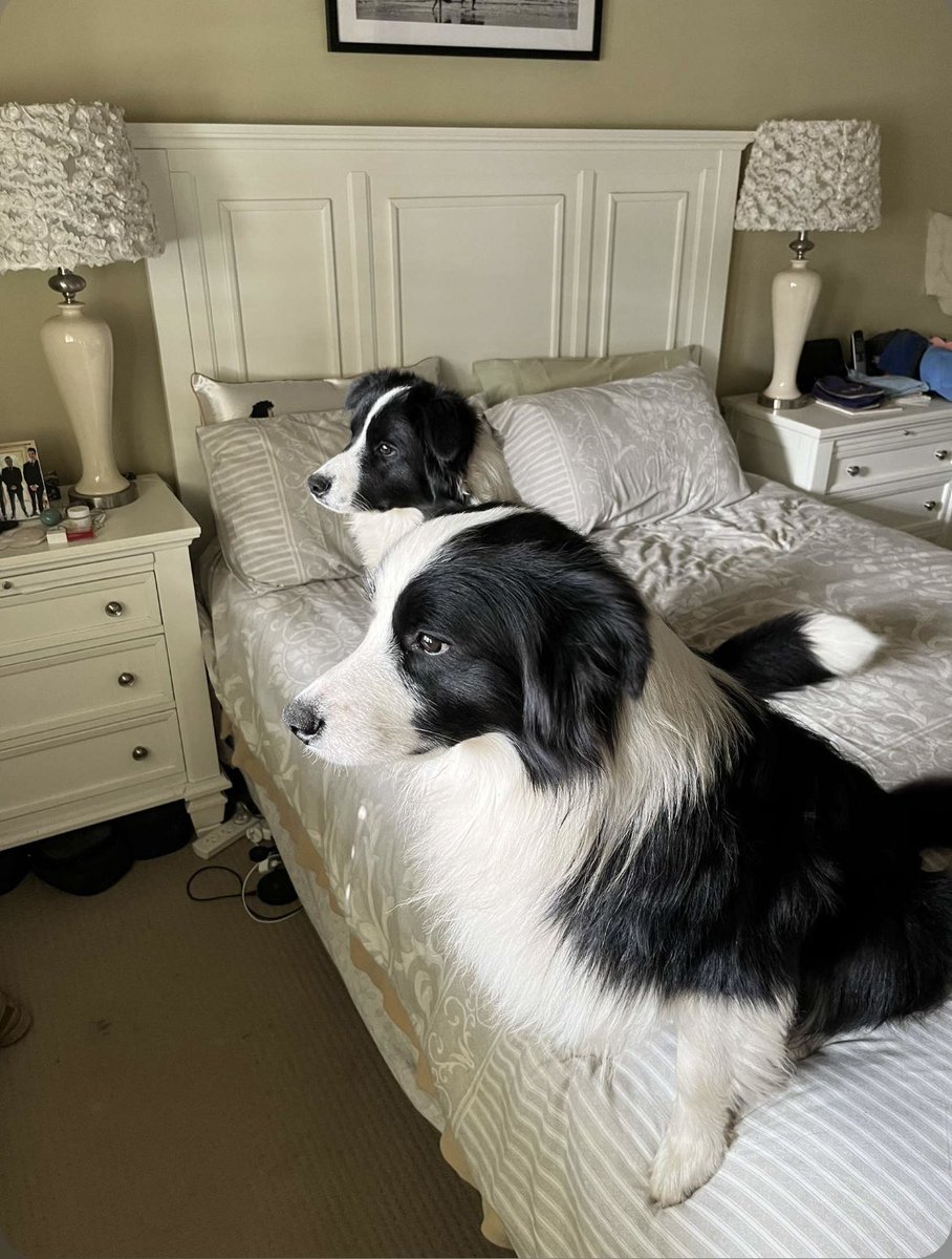 My son took this as the boys waiting on my bed looking out my window for me to get home from work 🐾🐾❤️❤️#bordercollie