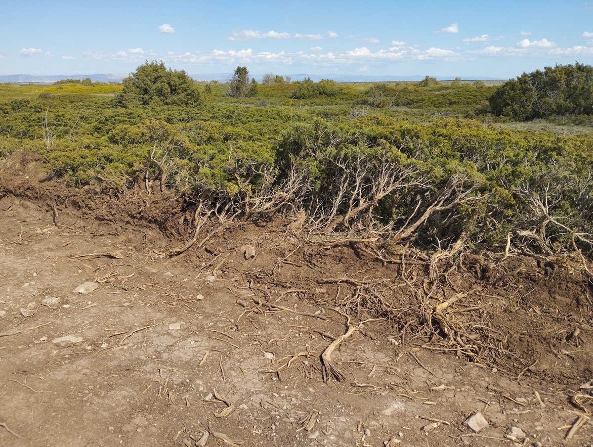 Una curiosa forma de recuperar la naturaleza en una zona que debería ser un santuario para especies como la alondra ricotí, en peligro de extinción. Sólo tenéis palabrería. Esto es lo que está pasando a la hora de la verdad.