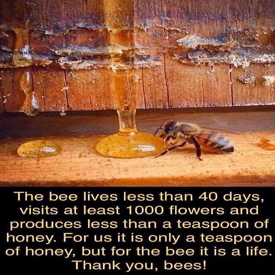 ❗️Sign & Tell me when done👉change.org/SaveTheBee 🐝