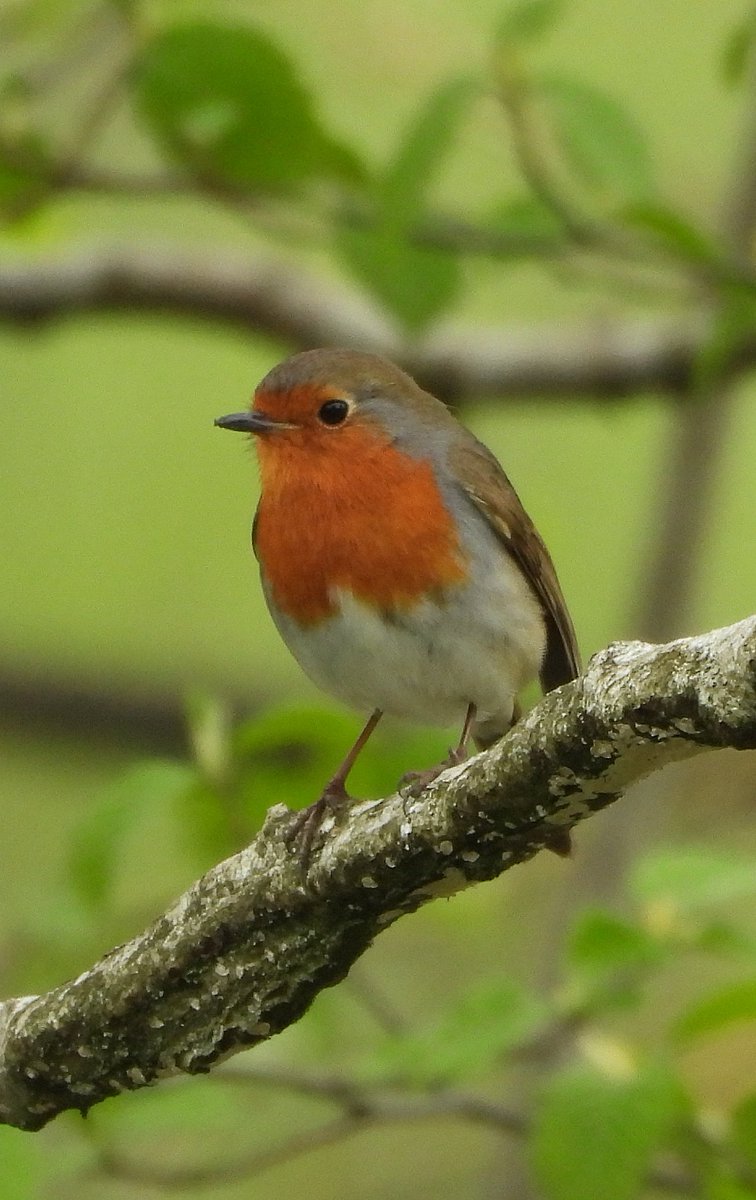 Morning 🌦,  greetings from little robin on the 1st of May. Hope this month will bring a lot more sunshine, colours & good news X