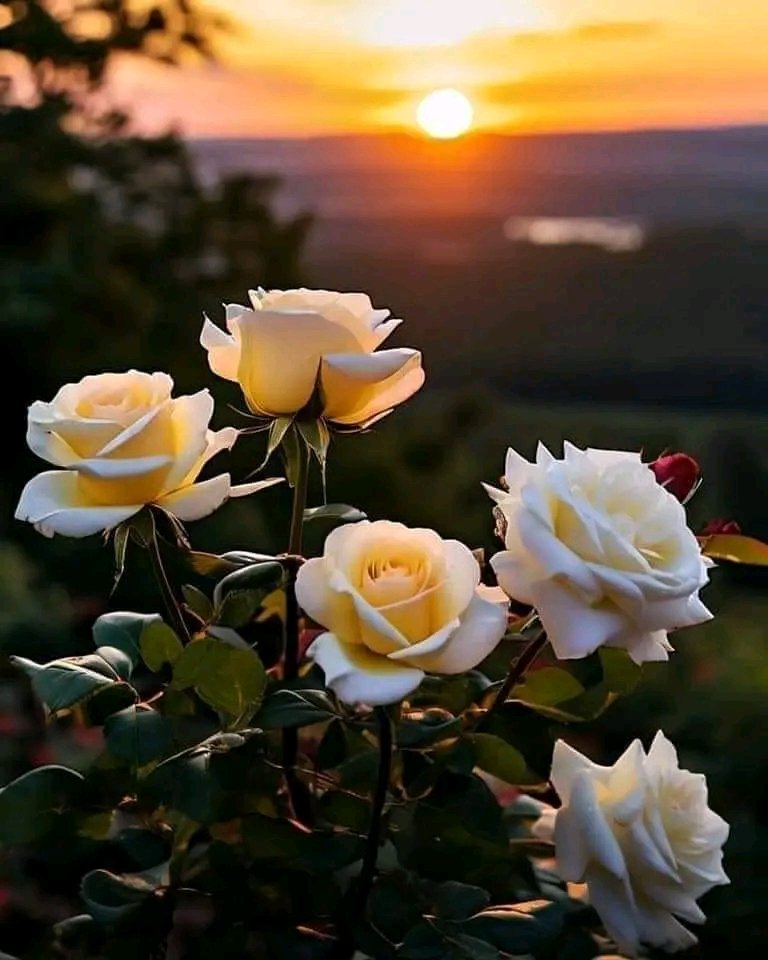 Hoş geldin Mayıs 💜 Gönüllerimize baharı getir, Kırılıp dökülen yanlarımızı yenile, Karanlıklarımızı aydınlığa çevir, Sağlık getir Güzel haberlerle 🦋 İyilikle gel🤗🌼 Şifa ol...🌞 Huzur getir🌺 Mutluluk getir💙🙏 Sevinçle, neşeyle, sevgiyle.. Hoş gel... #işçibayramıkutluolsun🍀