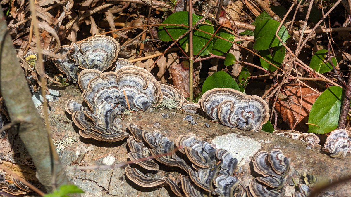 WorkingChef2's tweet image. Found a felled tree with super cool mushrooms on it a few weeks ago.