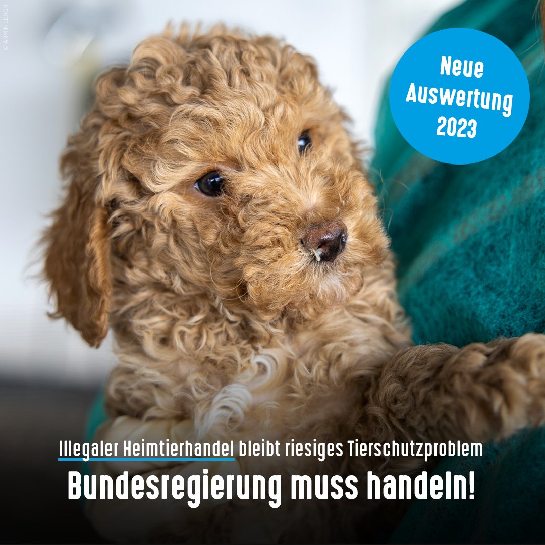 Der illegale Handel bleibt mit 731 Tieren in 221 aufgedeckten Fällen besorgniserregend hoch. In den letzten 10 Jahren gab es etwa jeden 3. Tag einen Fall. Betroffen oft Hunde- & Katzenwelpen, die viel zu früh von der Mutter getrennt wurden. Tiere und Tierheime sind Leidtragende.