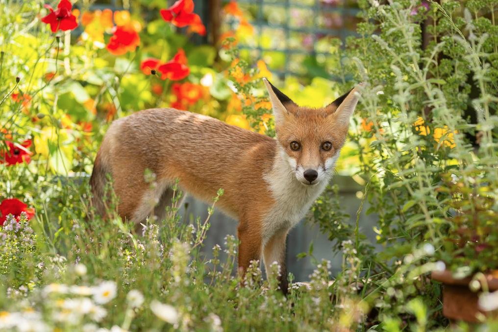 Get out of the herb garden.
#FoxOfTheDay
