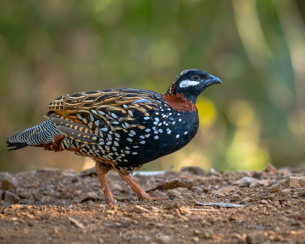 Black Francolin. 📍Sattal, #Uttarakhand. #NikonZ8 Nikkor 180-600mm #BBCWildlifePOTD #natgeoindia #ThePhotoHour #birdphotography #lensonwildlife #BirdsSeenIn2024 #BirdsOfTwitter #wildlifephotography #nature #birdwatching #birding #nikon #nikonmirrorless