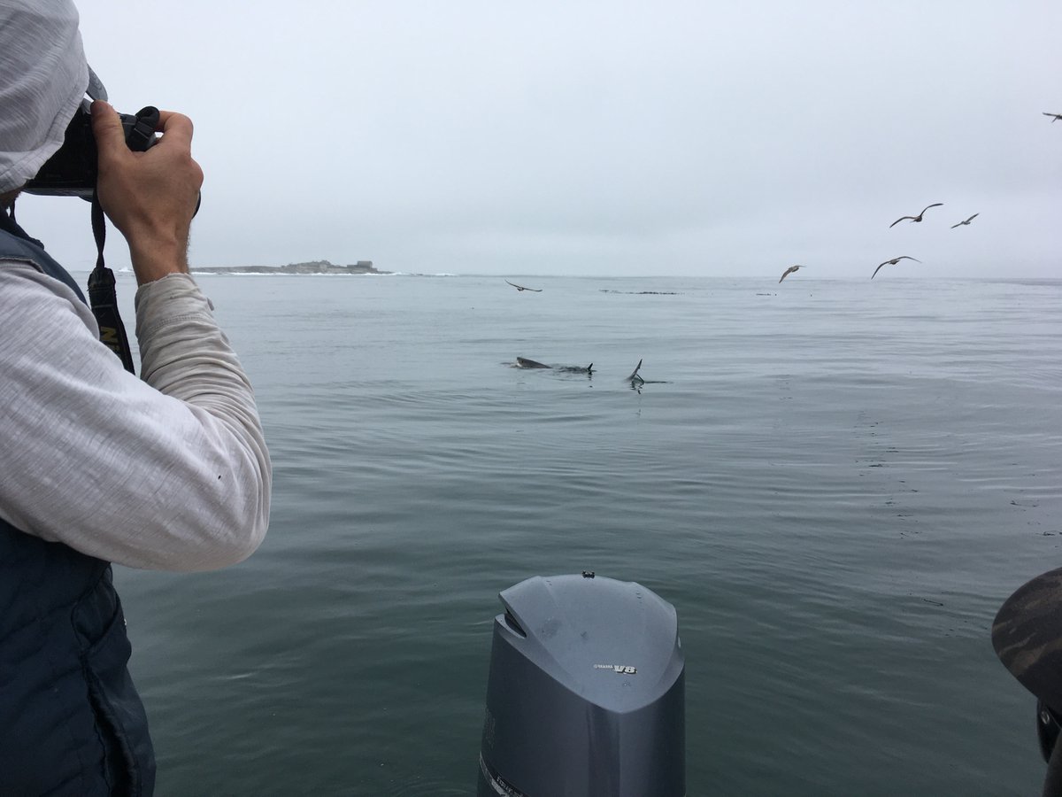 I'll be chatting about our recent #whiteshark paper on ABC regional radio in an hour or so, check our drive time from 3:30pm AWST abc.net.au/southwestwa esajournals.onlinelibrary.wiley.com/doi/10.1002/ec…