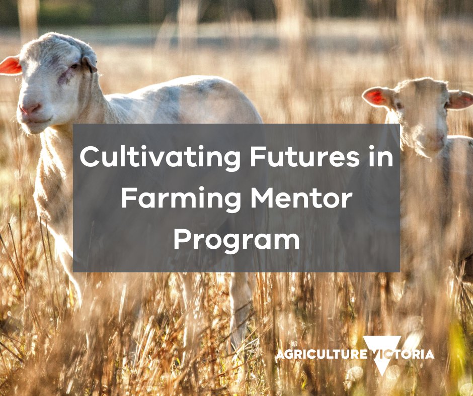 Calling all young farmers in western Victoria - register for the ‘Cultivating Futures in Farming’ Mentor Program. Farmers will gain the tools and resources to enhance their farm business management. To register your EOI to join the course, visit: bit.ly/4d05tjU